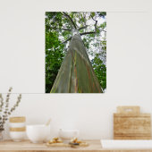 Mindanao Gum Tree Poster (Küche)