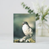 mindestens Auklets Postkarte (Stehend Vorderseite)