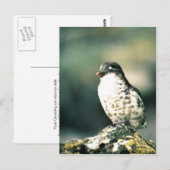 mindestens Auklets Postkarte (Vorne/Hinten)