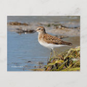 Mindestens Sandpiper-Shorebird auf Mudflats Postkarte (Vorderseite)