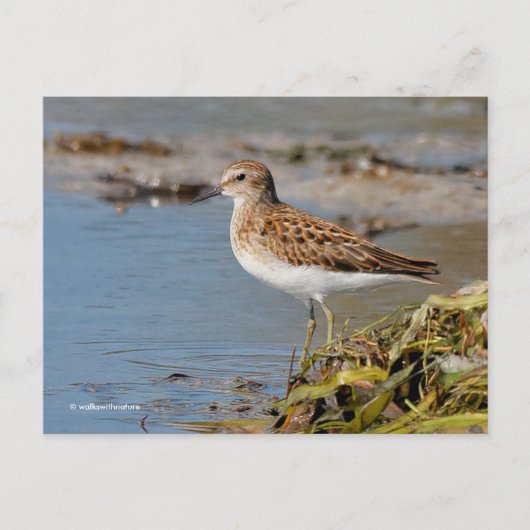 Mindestens Sandpiper-Shorebird auf Mudflats Postkarte (Vorderseite)