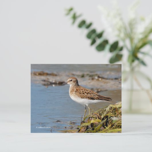 Mindestens Sandpiper-Shorebird auf Mudflats Postkarte (Stehend Vorderseite)
