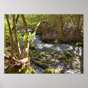 Mingus Creek in den Smoky Mountains Poster