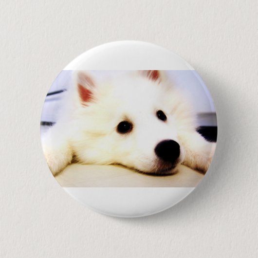 Mini American Eskimo Button (Vorderseite)