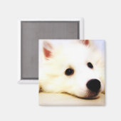 Mini American Eskimo Magnet (Vorderseite/Rückseite)