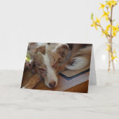 Mini American Shepherd Red Merle Sleeping Karte (Gelbe Blume)