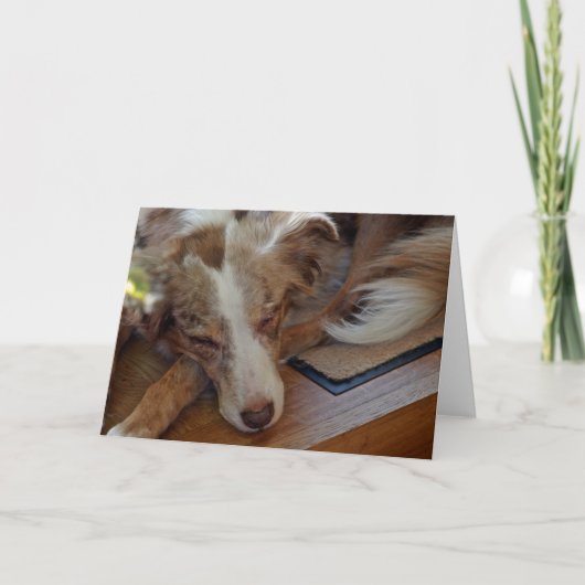 Mini American Shepherd Red Merle Sleeping Karte (Vorderseite)