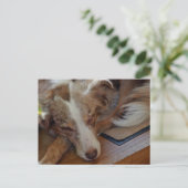Mini American Shepherd Red Merle Sleeping Postkarte (Stehend Vorderseite)