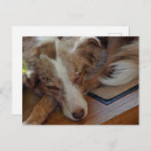 Mini American Shepherd Red Merle Sleeping Postkarte (Vorne/Hinten)