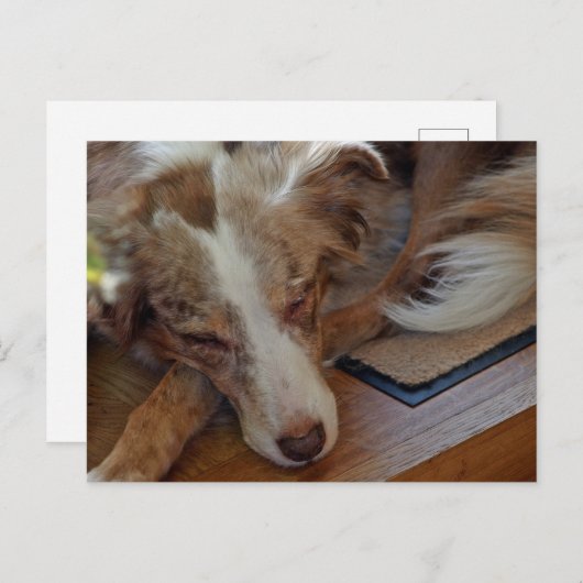 Mini American Shepherd Red Merle Sleeping Postkarte (Vorne/Hinten)