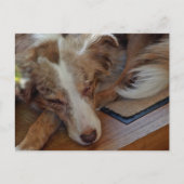 Mini American Shepherd Red Merle Sleeping Postkarte (Vorderseite)