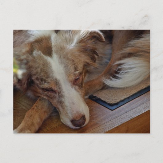 Mini American Shepherd Red Merle Sleeping Postkarte (Vorderseite)