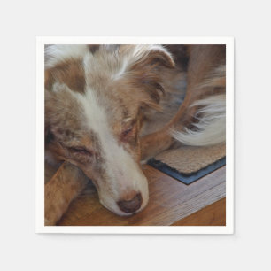 Mini American Shepherd Red Merle Sleeping Serviette