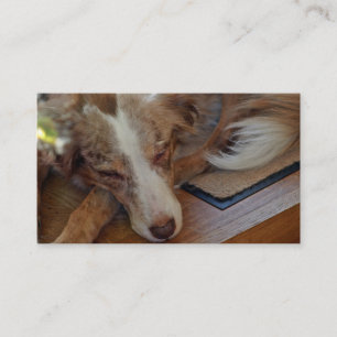 Mini American Shepherd Red Merle Sleeping Visitenkarte