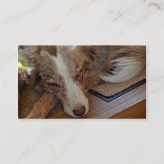 Mini American Shepherd Red Merle Sleeping Visitenkarte (Vorderseite)