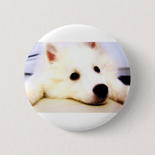Mini amerikanischer Eskimo Button