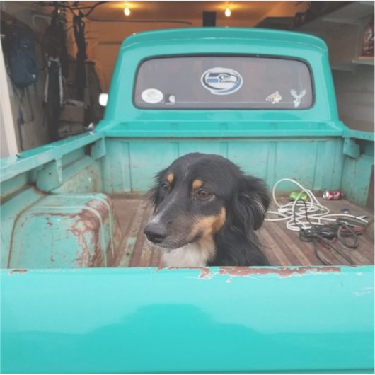 Mini Aussie Aufkleber (Vorderseite)