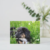Mini Australian Shepherd Postkarte (Stehend Vorderseite)