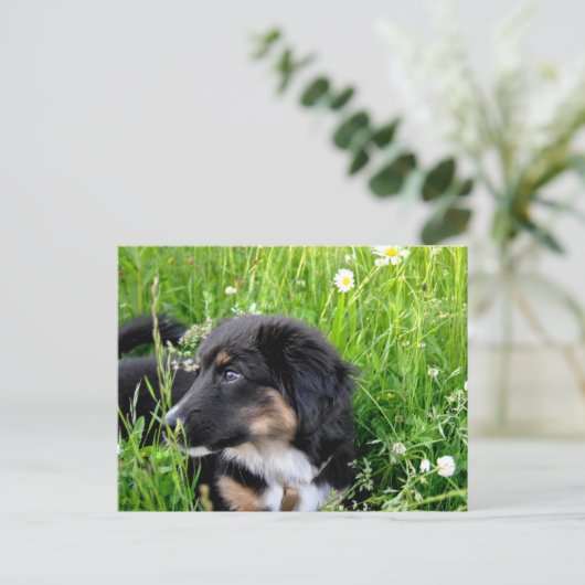 Mini Australian Shepherd Postkarte (Stehend Vorderseite)