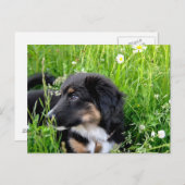 Mini Australian Shepherd Postkarte (Vorne/Hinten)