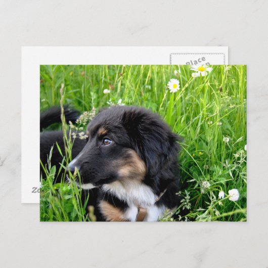 Mini Australian Shepherd Postkarte (Vorne/Hinten)
