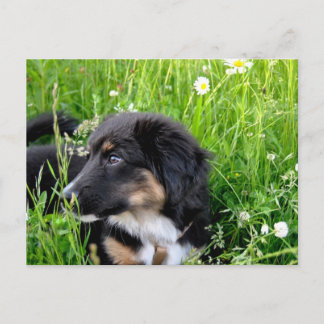 Mini Australian Shepherd Postkarte