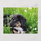 Mini Australian Shepherd Postkarte (Vorderseite)