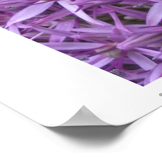 Mini Bumble Bee auf Allium Poster (Ecke)