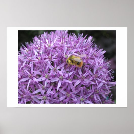 Mini Bumble Bee auf Allium Poster (Vorne)