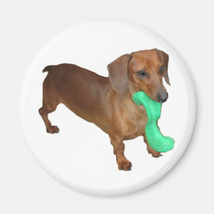 Mini-Dackel Magnet