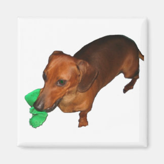 Mini-Dackel Magnet