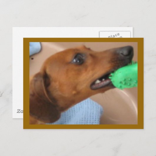 Mini-Dackel Postkarte (Vorne/Hinten)