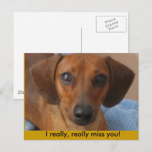 Mini-Dackel Postkarte (Vorne/Hinten)