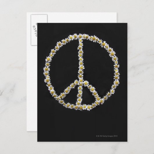 Mini Daisies in einem Friedenssymbol Postkarte (Vorne/Hinten)