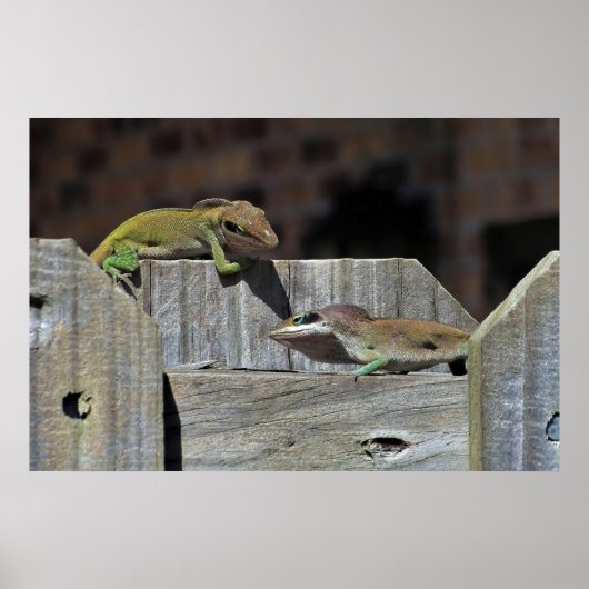 Mini Dragon Battle Poster (Vorne)