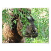 Mini Filly ist Onery Fotodruck (Vorne)