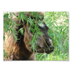 Mini Filly ist Onery Fotodruck