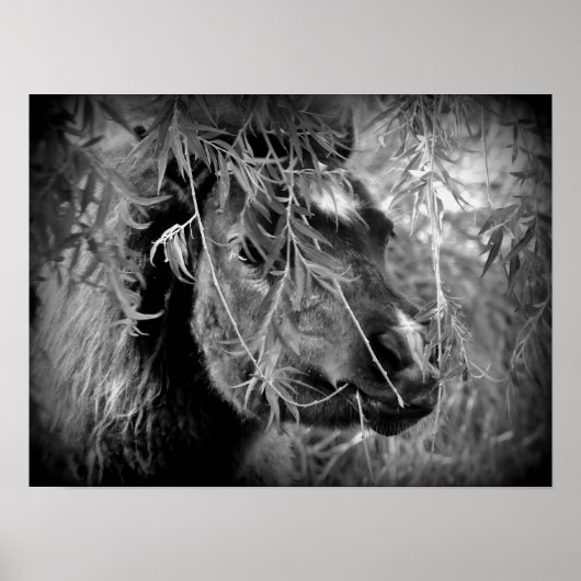 Mini Filly ist Onery Poster (Vorne)