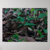 Mini Forest Poster (Vorne)