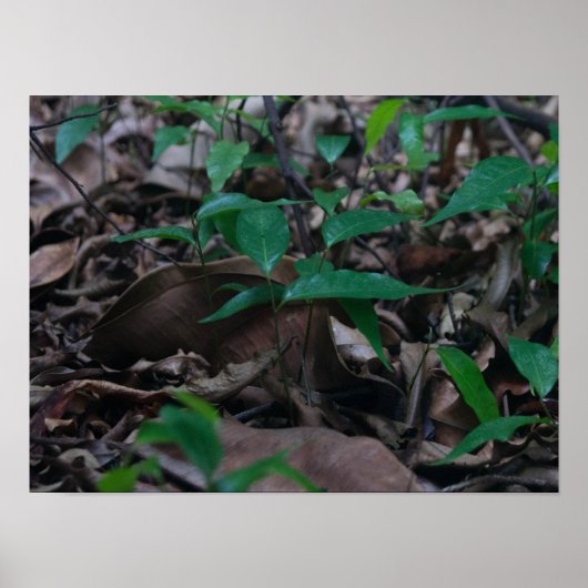 Mini Forest Poster (Vorne)