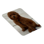 Mini Golden Doodle Magnet (Rechte Seite)