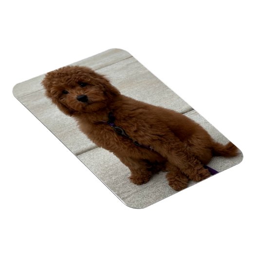 Mini Golden Doodle Magnet (Rechte Seite)