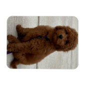 Mini Golden Doodle Magnet (Horizontal)
