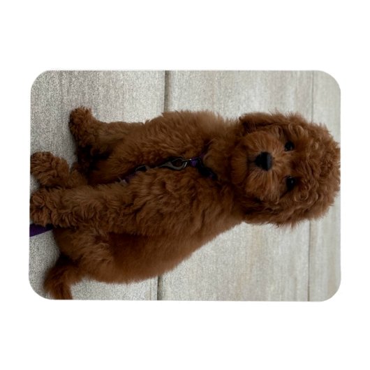Mini Golden Doodle Magnet (Horizontal)