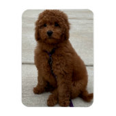 Mini Golden Doodle Magnet (Vertikal)