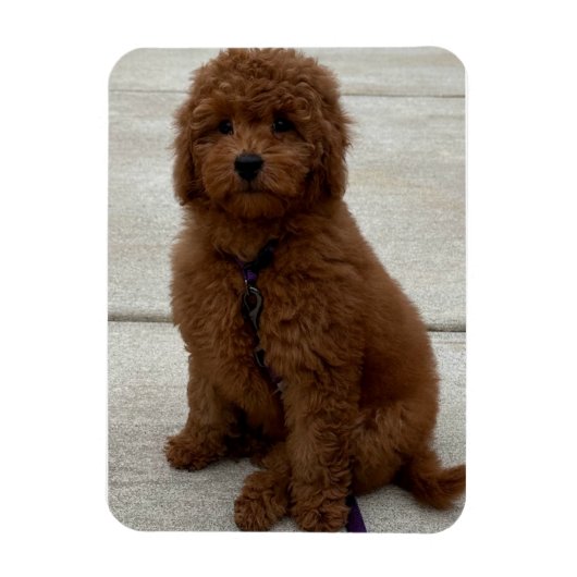Mini Golden Doodle Magnet (Vertikal)