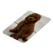 Mini Golden Doodle Magnet (Linke Seite)