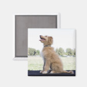 Mini Golden Doodle Magnet (Vorderseite/Rückseite)