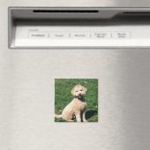 Mini Goldendoodle Welpenmagnet Magnet (In Situ (Geschirrspüler))