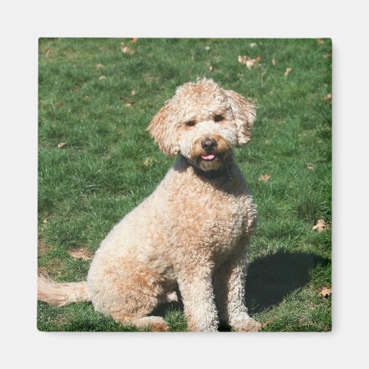 Mini Goldendoodle Welpenmagnet Magnet (Vorne)